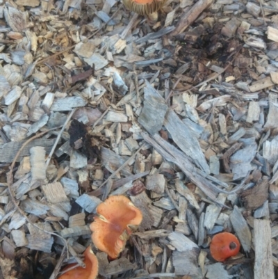 Leratiomyces ceres (Red Woodchip Fungus) at Acton, ACT - 4 May 2015 by TimYiu