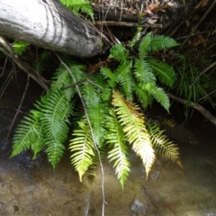 Blechnum nudum (Fishbone Water Fern) at Paddys River, ACT - 2 May 2015 by galah681