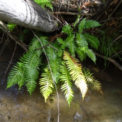 Blechnum nudum (Fishbone Water Fern) at Paddys River, ACT - 2 May 2015 by galah681