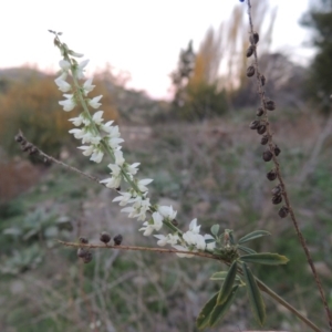 Melilotus albus at Paddys River, ACT - 4 May 2015 06:46 PM