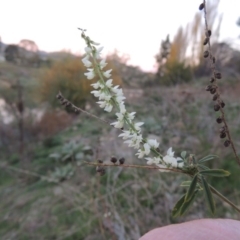 Melilotus albus at Paddys River, ACT - 4 May 2015 06:46 PM