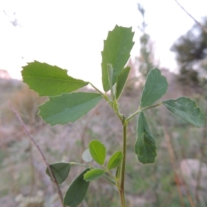 Melilotus albus at Paddys River, ACT - 4 May 2015 06:46 PM