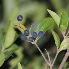 Ligustrum sinense (Narrow-leaf Privet, Chinese Privet) at Paddys River, ACT - 4 May 2015 by michaelb