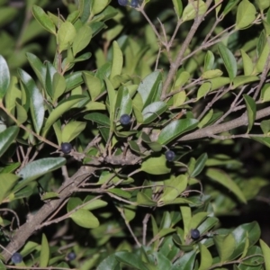 Ligustrum sinense at Paddys River, ACT - 4 May 2015