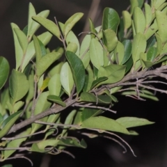 Ligustrum sinense at Paddys River, ACT - 4 May 2015