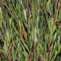 Dodonaea viscosa (Hop Bush) at Paddys River, ACT - 4 May 2015 by MichaelBedingfield