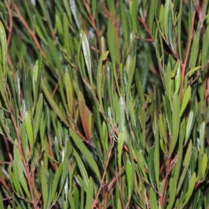 Dodonaea viscosa at Paddys River, ACT - 4 May 2015