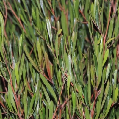 Dodonaea viscosa (Hop Bush) at Paddys River, ACT - 4 May 2015 by michaelb