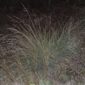 Poa labillardierei at Paddys River, ACT - 4 May 2015