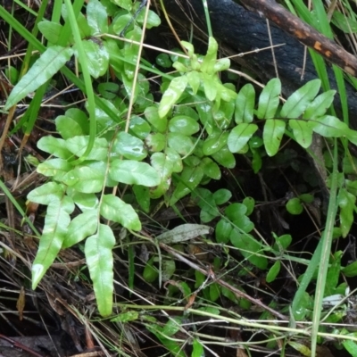 Blechnum minus (Soft Water Fern) at Paddys River, ACT - 2 May 2015 by galah681