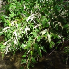 Pomaderris aspera (Hazel Pomaderris) at Paddys River, ACT - 2 May 2015 by galah681