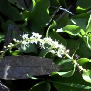 Anredera cordifolia at Campbell, ACT - 4 May 2015 04:05 PM