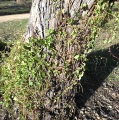 Anredera cordifolia at Campbell, ACT - 4 May 2015 04:05 PM