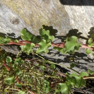 Anredera cordifolia at Campbell, ACT - 4 May 2015 04:05 PM