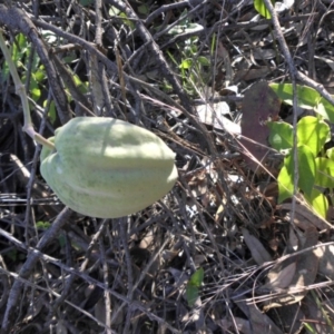 Araujia sericifera at Campbell, ACT - 4 May 2015