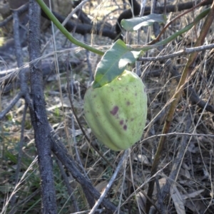 Araujia sericifera at Campbell, ACT - 4 May 2015