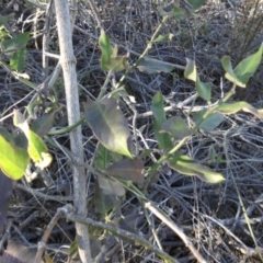 Araujia sericifera at Campbell, ACT - 4 May 2015