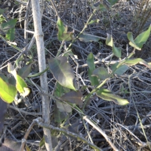 Araujia sericifera at Campbell, ACT - 4 May 2015