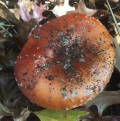 Amanita muscaria (Fly Agaric) at Braddon, ACT - 5 May 2015 by AaronClausen