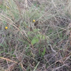 Bidens pilosa (Cobbler's Pegs, Farmer's Friend) at Banks, ACT - 5 May 2015 by MichaelBedingfield