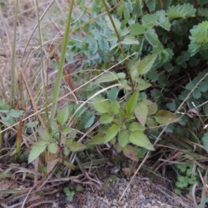 Bidens pilosa at Banks, ACT - 5 May 2015 06:27 PM