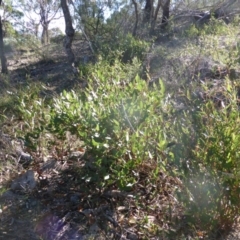 Hardenbergia violacea (False Sarsaparilla) at O'Malley, ACT - 5 May 2015 by Mike