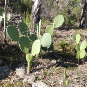 Opuntia ficus-indica at O'Malley, ACT - 5 May 2015 10:20 AM