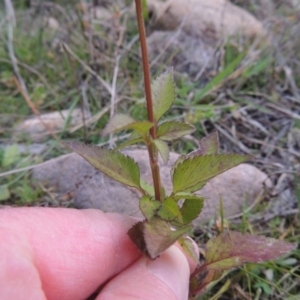 Bidens pilosa at Rob Roy Range - 5 May 2015