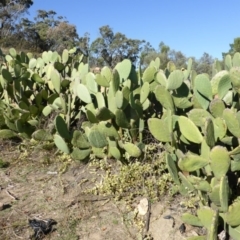 Opuntia ficus-indica (Indian Fig, Spineless Cactus) at O'Malley, ACT - 5 May 2015 by Mike