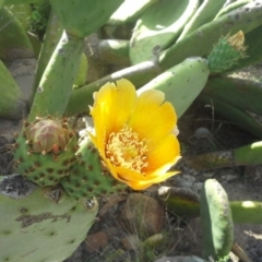 Opuntia ficus-indica at O'Malley, ACT - 2 Dec 2013