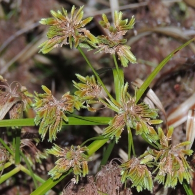 Cyperus eragrostis (Umbrella Sedge) at Rob Roy Range - 5 May 2015 by michaelb