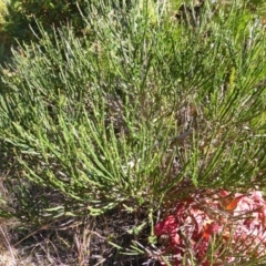 Cytisus scoparius subsp. scoparius (Scotch Broom, Broom, English Broom) at Scrivener Hill - 5 May 2015 by Mike