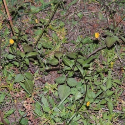 Bidens pilosa (Cobbler's Pegs, Farmer's Friend) at Banks, ACT - 5 May 2015 by MichaelBedingfield