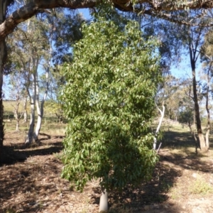 Brachychiton populneus subsp. populneus at O'Malley, ACT - 5 May 2015 10:11 AM