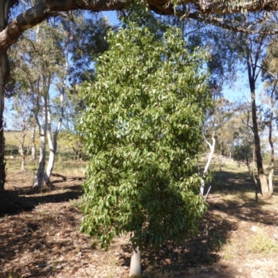 Brachychiton populneus subsp. populneus (Kurrajong) at O'Malley, ACT - 5 May 2015 by Mike
