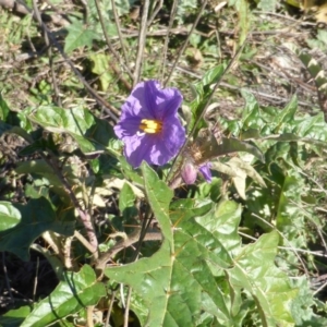 Solanum cinereum at O'Malley, ACT - 5 May 2015 10:06 AM