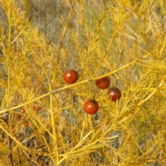 Asparagus officinalis (Asparagus) at O'Malley, ACT - 4 May 2015 by Mike