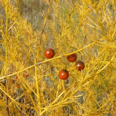 Asparagus officinalis (Asparagus) at O'Malley, ACT - 4 May 2015 by Mike