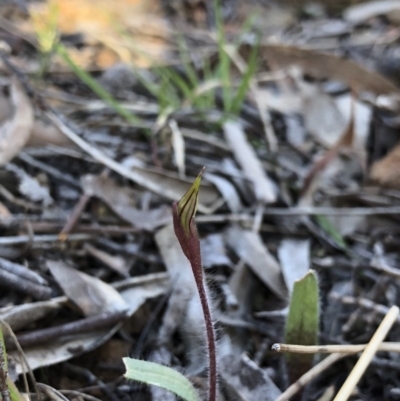 Caladenia actensis (Canberra Spider Orchid) at Canberra Central, ACT - 16 Sep 2018 by AaronClausen