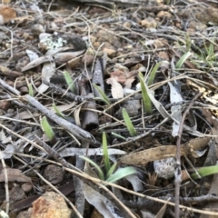 Caladenia actensis at suppressed - suppressed