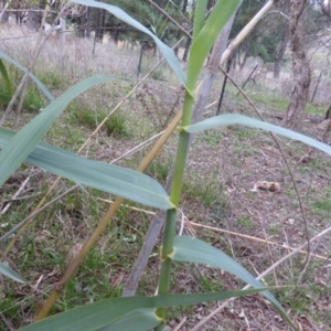 Arundo donax at Isaacs Ridge - 2 May 2015 04:34 PM