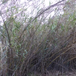 Arundo donax at Isaacs Ridge - 2 May 2015 04:34 PM