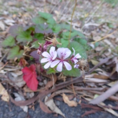 Pelargonium australe (Austral Stork's-bill) at Isaacs Ridge - 2 May 2015 by Mike