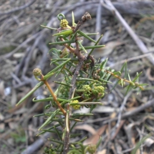 Acacia ulicifolia at Majura, ACT - 6 May 2015