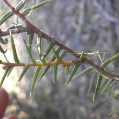 Acacia ulicifolia at Majura, ACT - 6 May 2015 09:50 AM