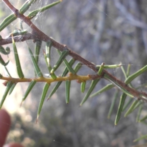 Acacia ulicifolia at Majura, ACT - 6 May 2015