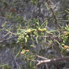 Acacia ulicifolia at Majura, ACT - 6 May 2015 09:50 AM