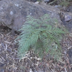Pteridium esculentum (Bracken) at Majura, ACT - 6 May 2015 by SilkeSma
