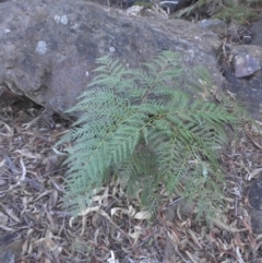 Pteridium esculentum (Bracken) at Majura, ACT - 6 May 2015 by SilkeSma