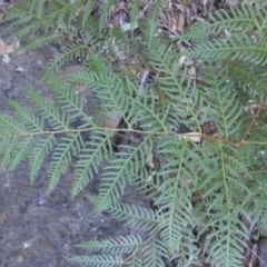 Pteridium esculentum at Majura, ACT - 6 May 2015